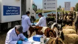 تحصين أكثر من 72 ألف رأس ماشية بالبحيرة ضمن الحملة القومية الثانية لمكافحة الحمى القلاعية ووادي المتصدع