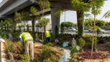 مشروعات تشجير وتحويل مساحات مهملة إلى أحواض زرع تعيد تشكيل المشهد الحضري في الجيزة