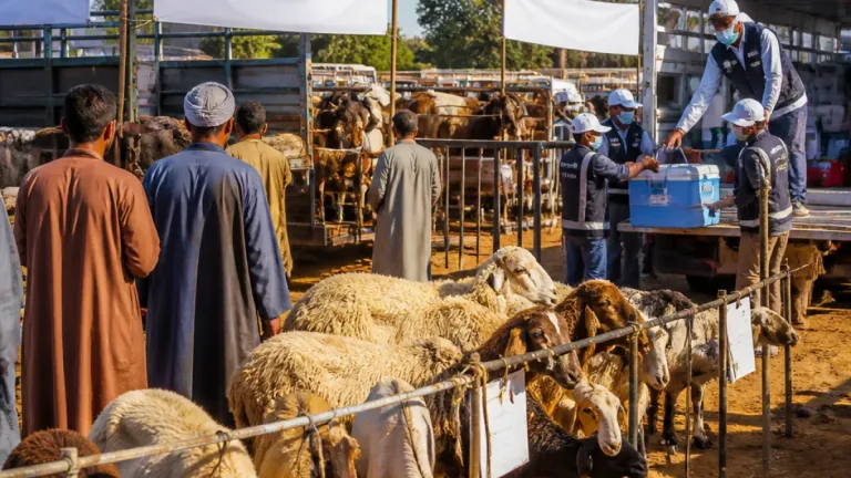 الجيزة تُطلق الحملة القومية الثانية لتحصين الثروة الحيوانية بدءًا من 29 أغسطس
