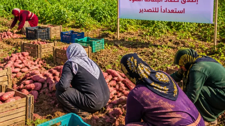 إطلاق حصاد محصول البطاطا الحلوة في المنيا.. مبادرة تربط مزارعات القرى بأسواق التصدير