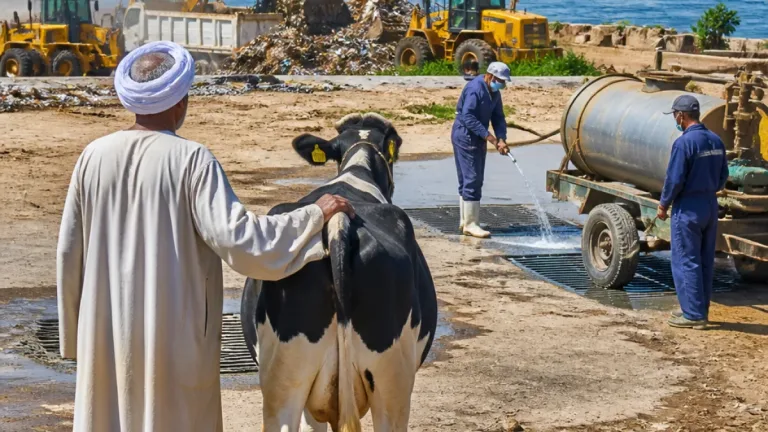 أسوان تشن حملات بيطرية وإجراءات لتطهير شبكات الصرف وإزالة 579 تعدياً خلال المرحلة الأولى