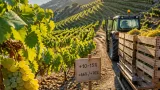 Almería prevé una vendimia con más kilos y uva de alta calidad en la Alpujarra