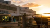 Concejala de O Incio, ingresada en la UCI del HULA tras ser embestida por un toro en Lugo