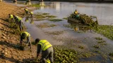 En octubre bajará el nivel del Guadiana en Badajoz para actuar contra el nenúfar mexicano