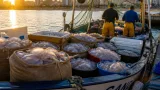 Gandía: pescadores recogen 4.320 kg de medusas en julio y advierten presencia hasta diciembre