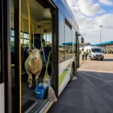 Una oveja se cuela en un autobús en Alemania y obliga a la intervención policial