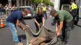 Un buitre aturdido recorre la Avenida Santiago de Vitoria y es capturado por viandantes