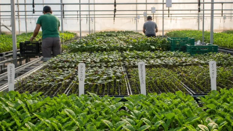 El Ejido refuerza su semillero cooperativo ante una campaña hortícola que arrancará con retraso
