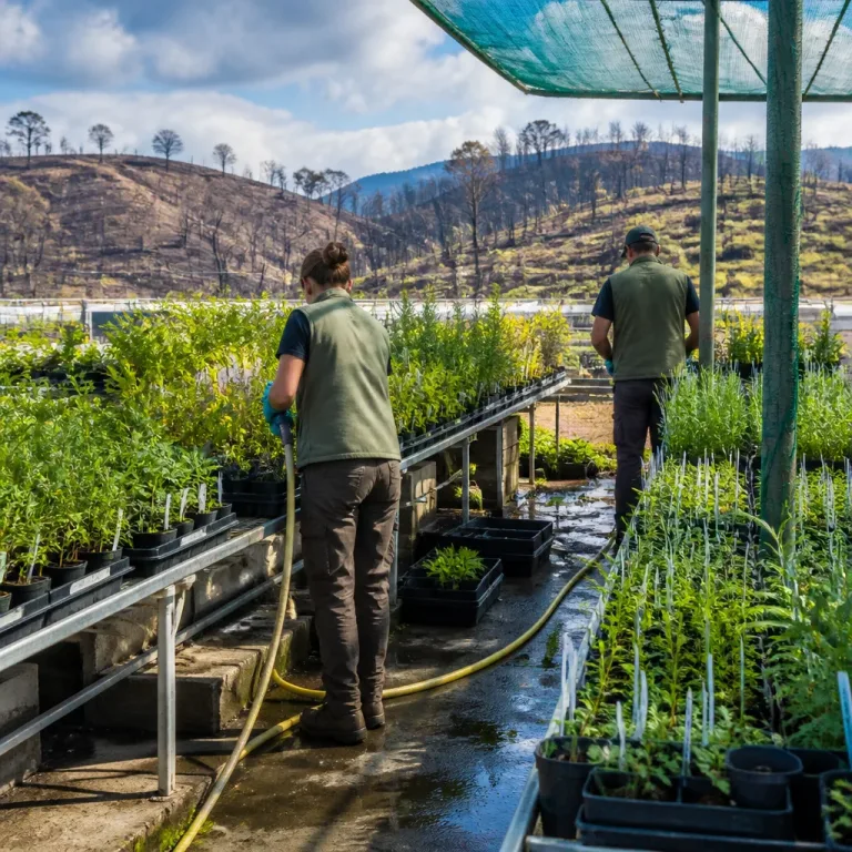 Madrid triplicará la producción de plantas autóctonas para restaurar la Sierra Oeste