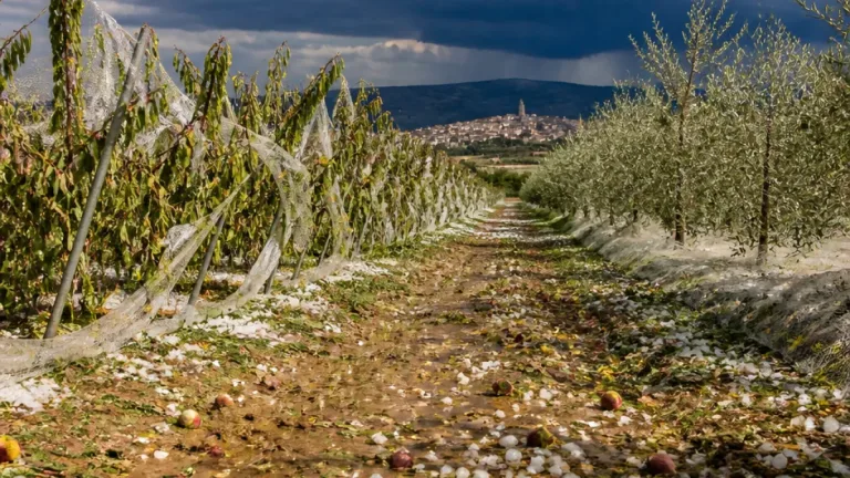 Tormentas de agosto dejan más de 1.500 hectáreas siniestradas en la provincia de Teruel
