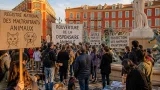 À Nice, 24 associations réclament un fichier national et la réouverture du dispensaire animalier