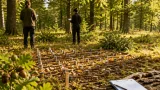 À Rambouillet, l’ONF étudie si les arbres régulent la population de rongeurs par la production de glands