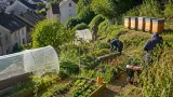 À Tulle, le Jardin du Cœur cultive légumes de saison et confiance pour la réinsertion