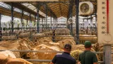 Agen : le concours national de la Blonde d'Aquitaine revient avec 500 bovins malgré la sécheresse