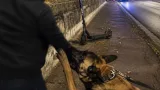 Agen : un homme mordillé par un malinois après avoir grimpé pour voler une trottinette