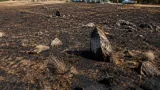 Après l’incendie de la Lande de Cojoux, la renaturation prendra des années