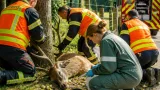 Au Jura, les pompiers libèrent un cerf dont les bois étaient coincés dans une clôture