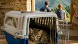 Aux portes du Baïgura, des randonneurs s'occupent d'un chat forestier, espèce protégée et rarissime