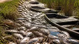 Bourges : hécatombe de poissons dans les marais, habitants et professionnels alertent