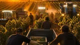 Canicule et sécheresse : les vendanges démarrent exceptionnellement tôt dans le Bergeracois