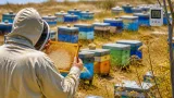Canicules : récoltes de miel à la peine à Berre‑l'Étang, la production divisée par quatre
