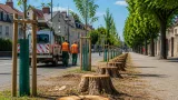 Chaumont : la Ville abattera 20 arbres et prévoit de replanter 50 à 60 sujets