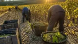 Dans l’Yonne, vendanges avancées et récoltes menacées par la sécheresse et la canicule