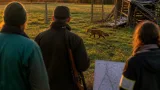 Dans le Doubs, chasseurs, agriculteurs et écologistes s’allient pour réexaminer le statut du renard