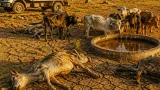 En Martinique, la sécheresse provoque la mort d’environ 250 bovins et inquiète élus et éleveurs