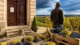 Indre‑et‑Loire : la préfecture autorise l’achat de raisin pour compenser les pertes liées aux épisodes climatiques