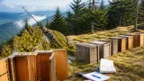 Le ministère renonce à poursuivre la réintroduction du grand tétras dans les Vosges au‑delà de 2029
