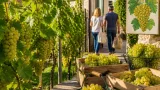 Le raisin de table du Quercy caussadais séduit : circuits courts et récolte à maturité