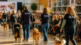 Nancy : la SLPA organise un défilé canin de trois jours pour faire connaître ses refuges
