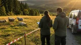 Nouvelle attaque d’un troupeau à Esplantas‑Vazeilles : trois moutons tués, un blessé