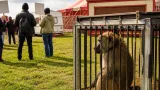 One Voice réclame la saisie d'un singe au cirque Landri à Domérat, le cirque s'y oppose