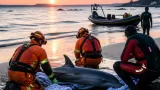 Plestin‑les‑Grèves : un dauphin échoué regagné le large après l’intervention des pompiers