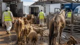 Plus de 130 animaux saisis à Petitmont : l'OABA dénonce des « sévices graves »