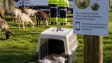 Poitiers : la Ville assure la gestion et les soins des chèvres et moutons du Pâtis