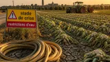 Sécheresse en Ille‑et‑Vilaine : les maraîchers sous pression après la mise en crise du département