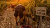 Sécheresse et maturations inégales : les vendanges 2026 s’annoncent faibles mais qualitatives dans le Gard