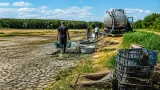 Sécheresse : le marais de Juigné (Montreuil-Juigné) placé sous haute surveillance après le sauvetage de poissons