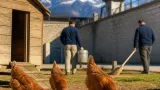 Trois poules sauvées de l’abattoir trouvent refuge dans un établissement pénitentiaire des Hautes‑Pyrénées