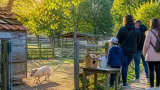 Un petit cochon abandonné retrouvé à Jonquières : pris en charge par une ferme pédagogique