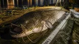 Un silure de 2,64 m pêché sur la Vienne, record local et enjeu de préservation