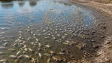 Une hécatombe de poissons inquiète autour d’un étang entre Bellefonds et Bonneuil‑Matours