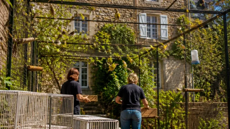130 canaris secourus dans le Cantal : l'association Au Petit bonheur met fin à des conditions de détention inadaptées