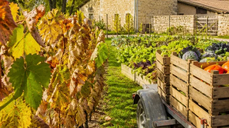 À Landreville, un jeune vigneron de l’Aube mise sur le maraîchage bio après un millésime calamiteux