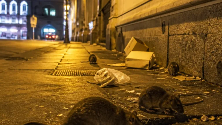 Amiens : prolifération de rats sous le porche de la gare, un point noir sanitaire et administratif