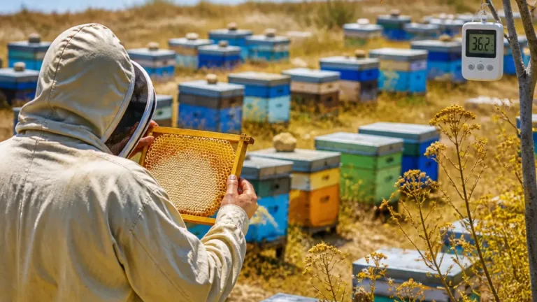Canicules : récoltes de miel à la peine à Berre‑l'Étang, la production divisée par quatre