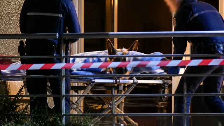 Metz : un homme mis en cause après avoir poignardé un malinois à neuf reprises